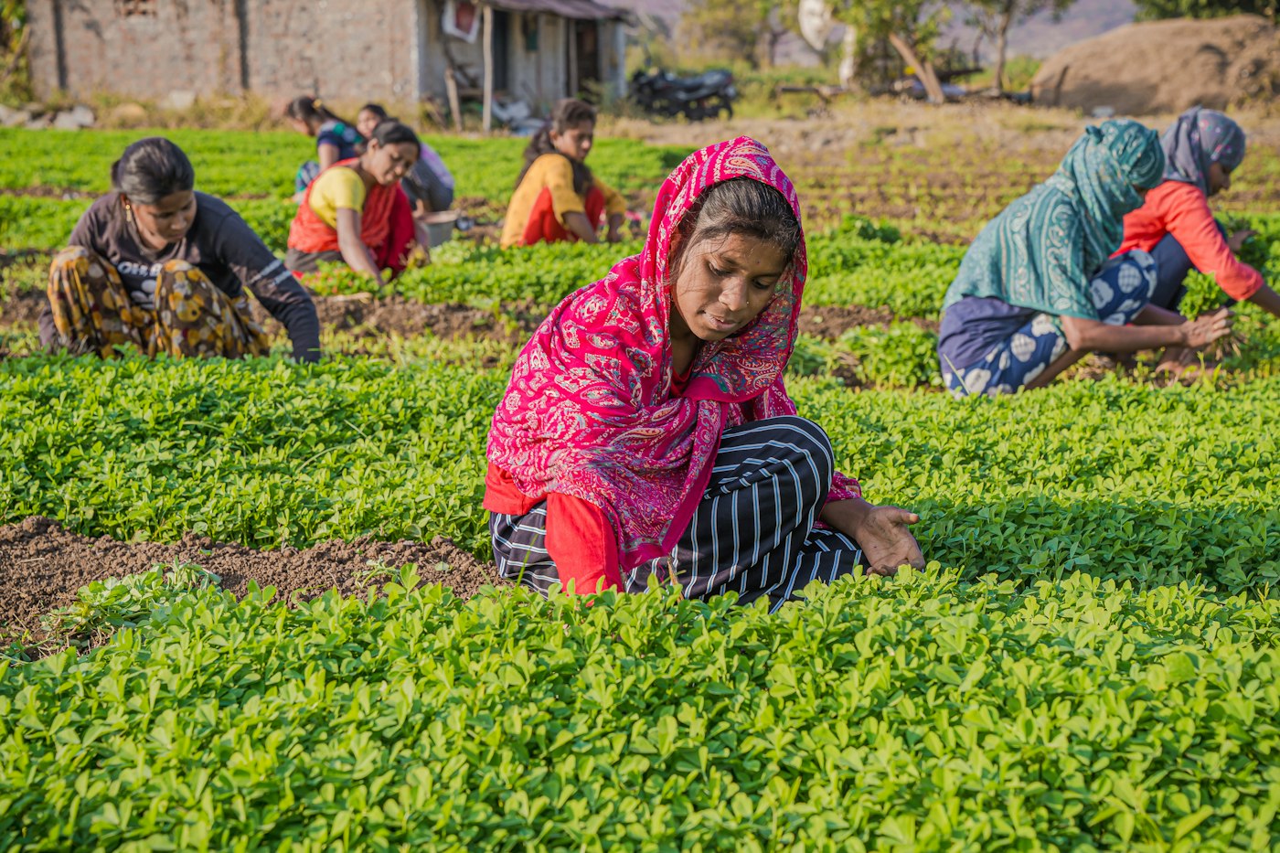 Group of farm workers in a field